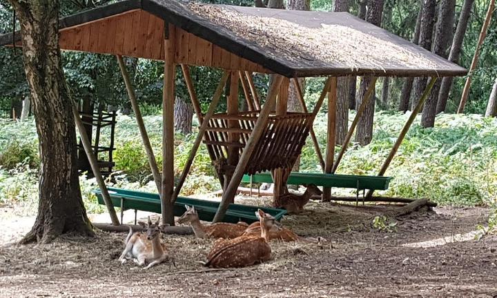 Uhu Pavillon - Wildpark