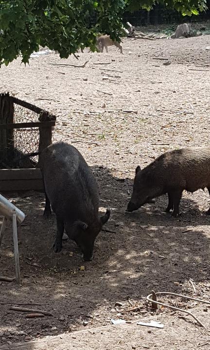 Uhu Pavillon - Wildpark